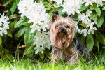 Un Yorkshire Terrier assis dans un jardin