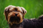 Photo Yorkshire Terrier