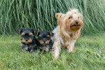 Photo Yorkshire Terrier