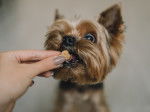 Un Yorkshire Terrier en train de recevoir une croquette