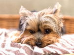 Un petit Yorkshire allongé dans son panier
