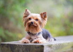 Un Yorkshire Terrier allongé sur un banc en bois