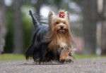 Un Yorkshire Terrier en train de marcher sur une route