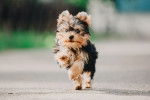 Un Yorkshire Terrier en train de courir sur la route
