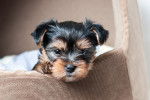 Un chiot Yorkshire Terrier assis dans son panier