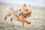 Un Yorkshire en train de courir sur la plage