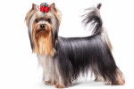 Un chiot Yorkshire Terrier sur fond blanc