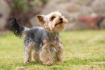 Un Yorkshire Terrier sur l'herbe, en train de regarder vers le haut