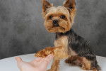 Un Yorkshire Terrier donnant la patte