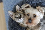 Un Yorkshire Terrier et un chat sous une couverture et en train de regarder vers l'objectif