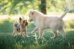 Un Yorkshire Terrier et un jeune Labrador