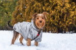 Un Yorkshire Terrier portant un manteau et en train de marcher dans la neige