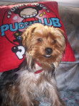 chana - Yorkshire Terrier (2 mois)
