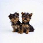 Caraibes et Jack SparroW - Yorkshire Terrier Mâle (2 mois)