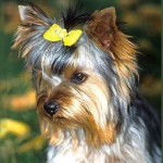 Elizabeth Swann - Yorkshire Terrier (2 mois)