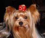 My Little Sister - Yorkshire Terrier (3 mois)