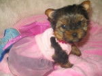 Chite Luciole - Yorkshire Terrier (1 mois)