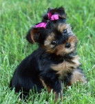 Chite Luciole - Yorkshire Terrier (3 mois)
