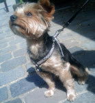 Delta très attentif (à une conaissance ) - Yorkshire Terrier Mâle (5 ans)