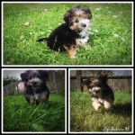 Frimousse - Yorkshire Terrier (2 mois)