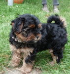 Xena - Yorkshire Terrier (6 mois)