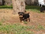 Galina - Yorkshire Terrier (3 mois)