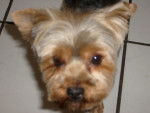 Anesty - Yorkshire Terrier (2 ans)