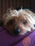 whisky - Yorkshire Terrier Mâle (5 ans)