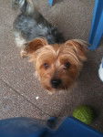 whisky - Yorkshire Terrier Mâle (5 ans)