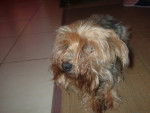 océane - Yorkshire Terrier (13 ans)