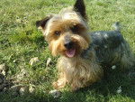 Ruby - Yorkshire Terrier Mâle (5 ans)