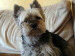 Sissi - Yorkshire Terrier (5 ans)