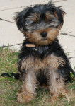 gulli - Yorkshire Terrier Mâle (7 mois)