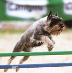 kamou - Yorkshire Terrier Mâle (5 ans)