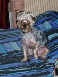 Uky - Yorkshire Terrier Mâle (5 ans)