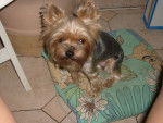 Téssy - Yorkshire Terrier