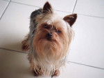 Cachou - Yorkshire Terrier Mâle (6 ans)