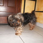 Loli - Yorkshire Terrier (5 ans)