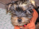 Filou - Yorkshire Terrier Mâle (1 an)