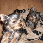Gibson et Ginie - Yorkshire Terrier (3 mois)