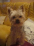 Fidjie - Yorkshire Terrier (1 an)
