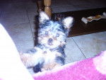 Fidjie - Yorkshire Terrier (1 an)