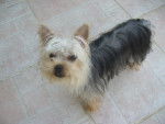 Fidjie - Yorkshire Terrier (1 an)