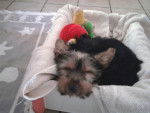 Exel - Yorkshire Terrier