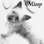 Missy - Yorkshire Terrier (10 ans)