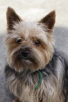Topaze - Yorkshire Terrier Mâle (6 ans)