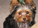 Lulu - Yorkshire Terrier (6 mois)