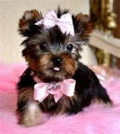 Daisy - Yorkshire Terrier (1 mois)