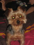 VAupy - Yorkshire Terrier Mâle (5 ans)