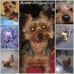 vaupy - Yorkshire Terrier Mâle (5 ans)